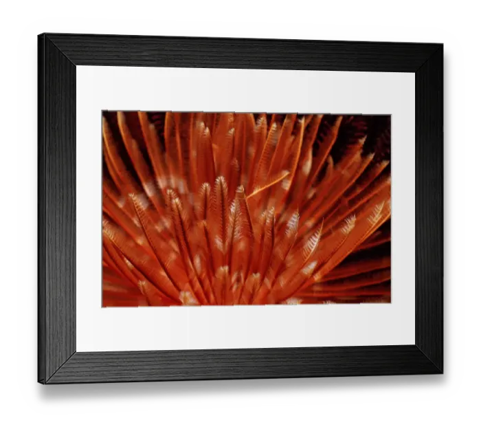 Framed Print : animal, animals, aquatic, asia, asian, bali, dweller, dwellers, east, fan, fauna Framed Print : animal, animals, aquatic, asia, asian, bali, dweller, dwellers, east, fan, fauna