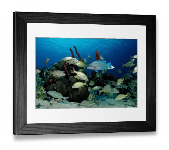 Framed Print : animal, animals, anthozoa, antilles, aquatic, between, bodies, body, bonaire, caribbean Framed Print : animal, animals, anthozoa, antilles, aquatic, between, bodies, body, bonaire, caribbean
