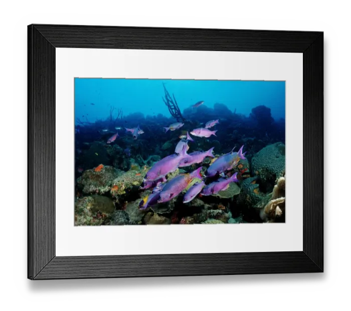 Framed Print : animal, animals, anthozoa, antilles, aquatic, bodies, body, bonaire, caribbean, clepticus Framed Print : animal, animals, anthozoa, antilles, aquatic, bodies, body, bonaire, caribbean, clepticus