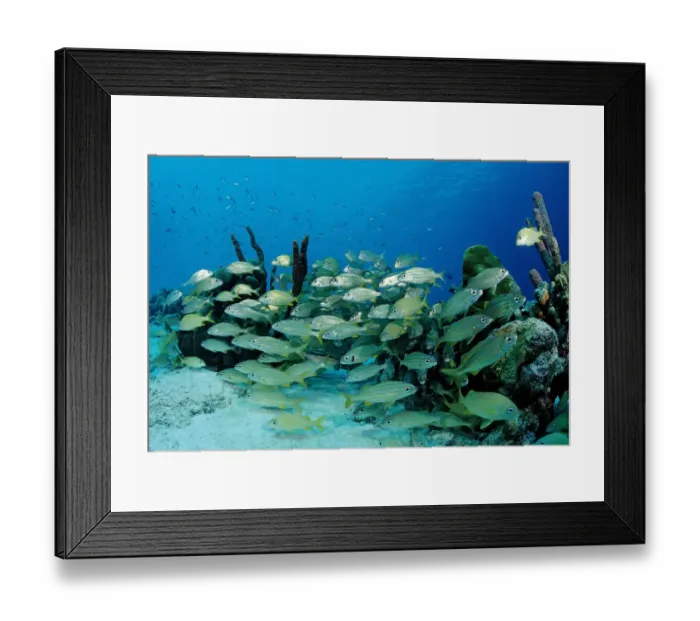 Framed Print : animal, animals, anthozoa, antilles, aquatic, bodies, body, bonaire, caribbean, chrysargyreum Framed Print : animal, animals, anthozoa, antilles, aquatic, bodies, body, bonaire, caribbean, chrysargyreum