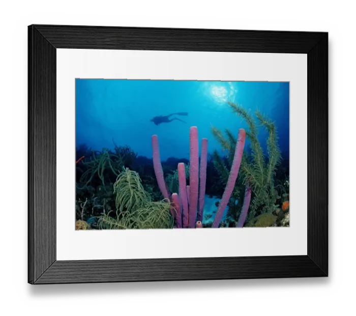 Framed Print : animal, animals, anthozoa, antilles, aquatic, bodies, body, bonaire, caribbean, cnidaria Framed Print : animal, animals, anthozoa, antilles, aquatic, bodies, body, bonaire, caribbean, cnidaria