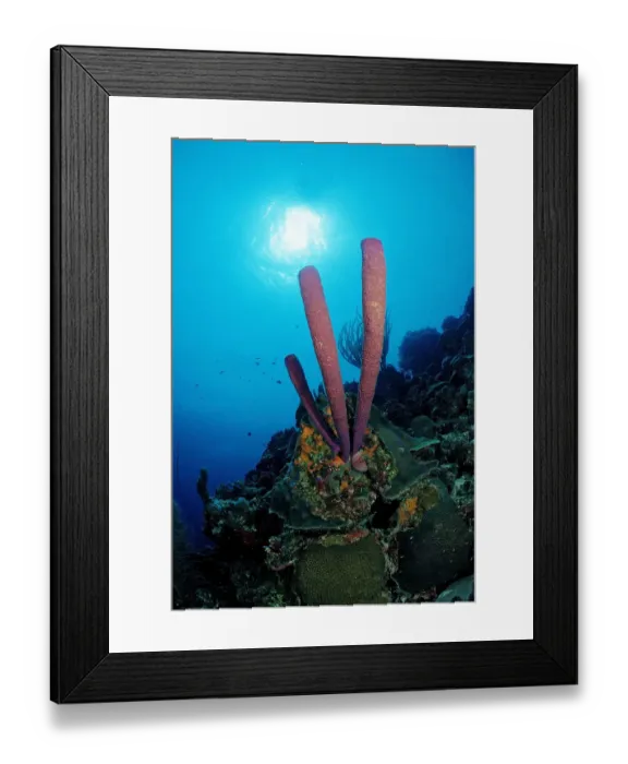 Framed Print : animal, animals, anthozoa, antilles, aquatic, bodies, body, bonaire, caribbean, cnidaria