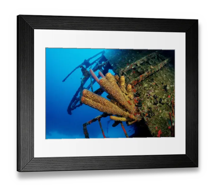 Framed Print : animal, animals, antilles, aquatic, bodies, body, bonaire, caribbean, dweller, dwellers