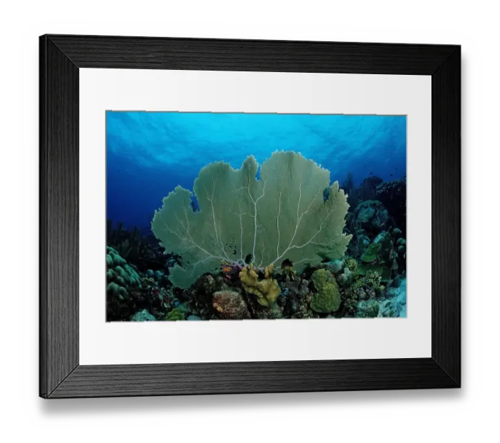 Framed Print : animal, animals, anthozoa, antilles, aquatic, bodies, body, bonaire, caribbean, cnidaria Framed Print : animal, animals, anthozoa, antilles, aquatic, bodies, body, bonaire, caribbean, cnidaria