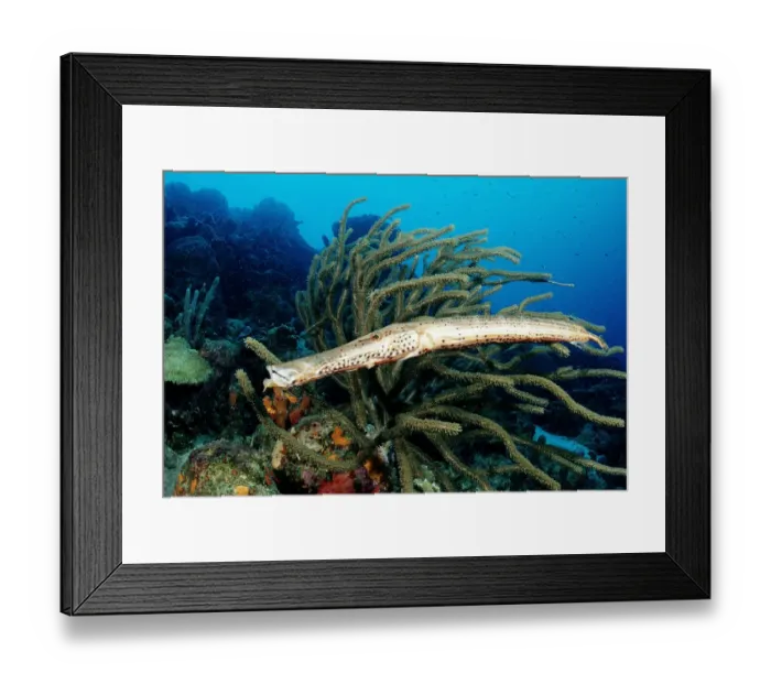 Framed Print : america, animal, animals, anthozoa, aquatic, aulostomus, belize, bodies, body, caribbean Framed Print : america, animal, animals, anthozoa, aquatic, aulostomus, belize, bodies, body, caribbean