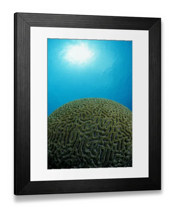 Framed Print : america, animal, animals, anthozoa, aquatic, belize, bodies, body, caribbean, central Framed Print : america, animal, animals, anthozoa, aquatic, belize, bodies, body, caribbean, central