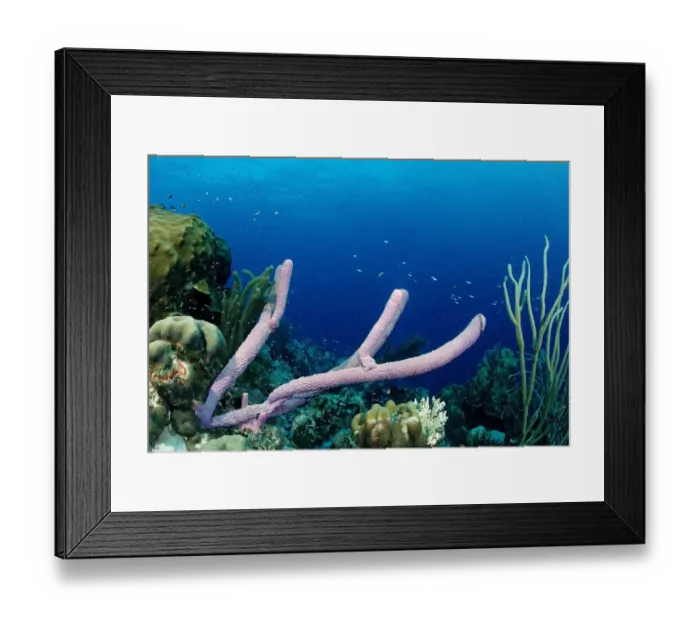 Framed Print : america, animal, animals, anthozoa, aquatic, belize, bodies, body, caribbean, central Framed Print : america, animal, animals, anthozoa, aquatic, belize, bodies, body, caribbean, central