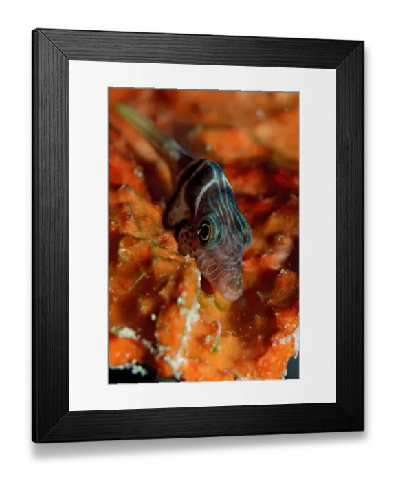 Framed Print : 1, actinopterygii, animal, animals, aquatic, asia, asian, black, black-saddled, blowfish Framed Print : 1, actinopterygii, animal, animals, aquatic, asia, asian, black, black-saddled, blowfish