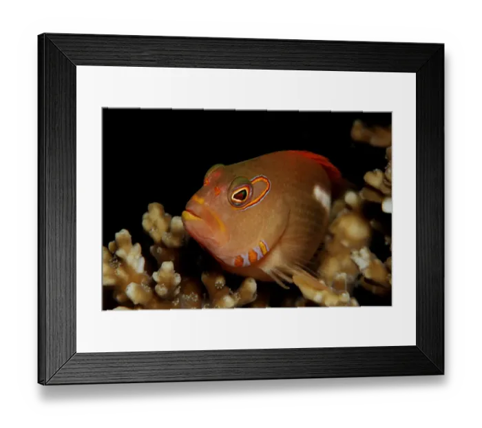 Framed Print : 1, animal, animals, aquatic, arcatus, asia, asian, bodies, body, bony, cirrhitidae Framed Print : 1, animal, animals, aquatic, arcatus, asia, asian, bodies, body, bony, cirrhitidae