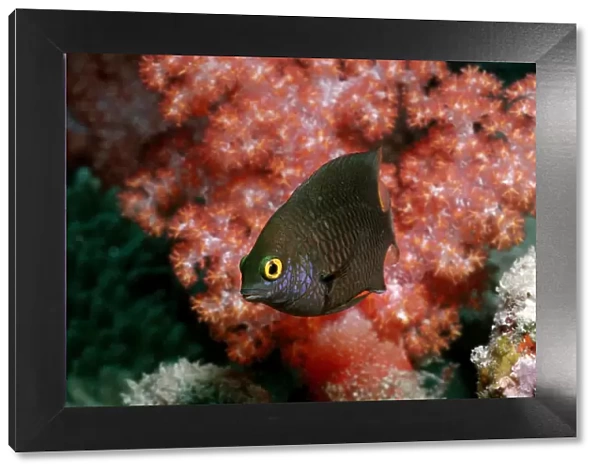 1, anemonefish, anemonefishes, animal, animals, aquatic, asia, asian, bodies, body
