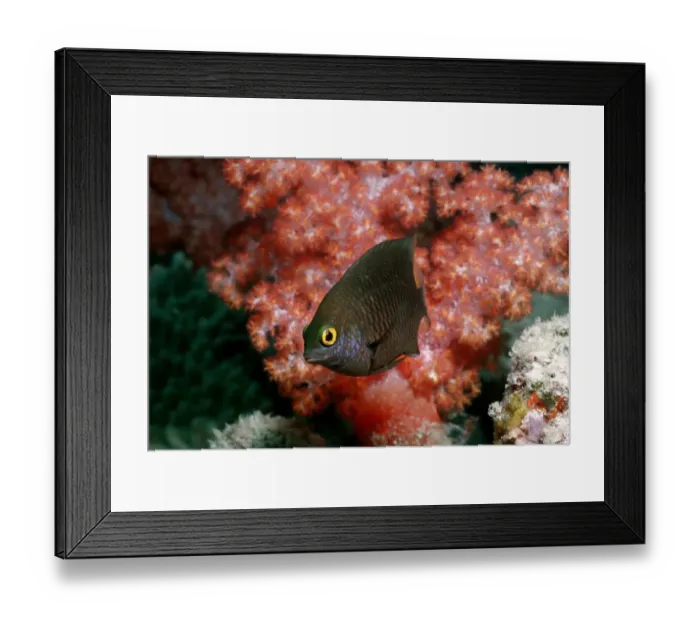Framed Print : 1, anemonefish, anemonefishes, animal, animals, aquatic, asia, asian, bodies, body Framed Print : 1, anemonefish, anemonefishes, animal, animals, aquatic, asia, asian, bodies, body
