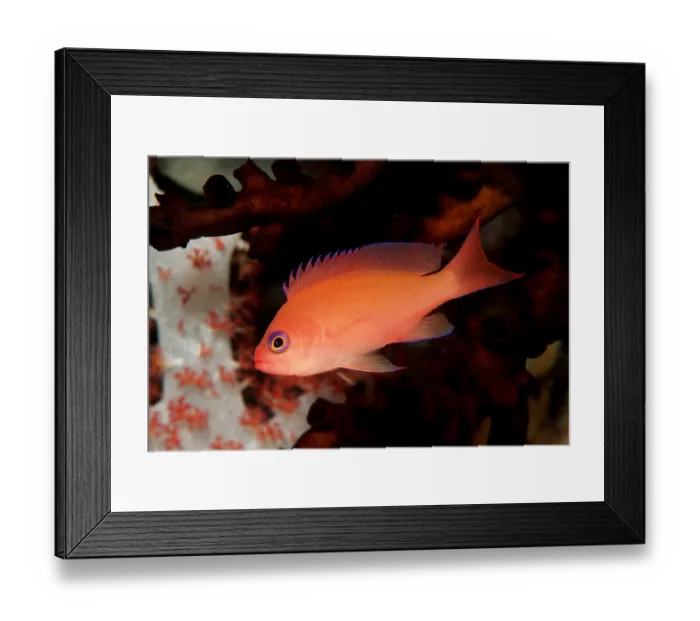 Framed Print : 1, animal, animals, anthia, anthias, anthiinae, aquatic, asia, asian, bodies, body Framed Print : 1, animal, animals, anthia, anthias, anthiinae, aquatic, asia, asian, bodies, body