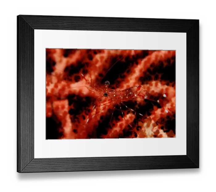 Framed Print : 1, animal, animals, aquatic, arthropod, arthropoda, arthropods, asia, asian, bodies Framed Print : 1, animal, animals, aquatic, arthropod, arthropoda, arthropods, asia, asian, bodies