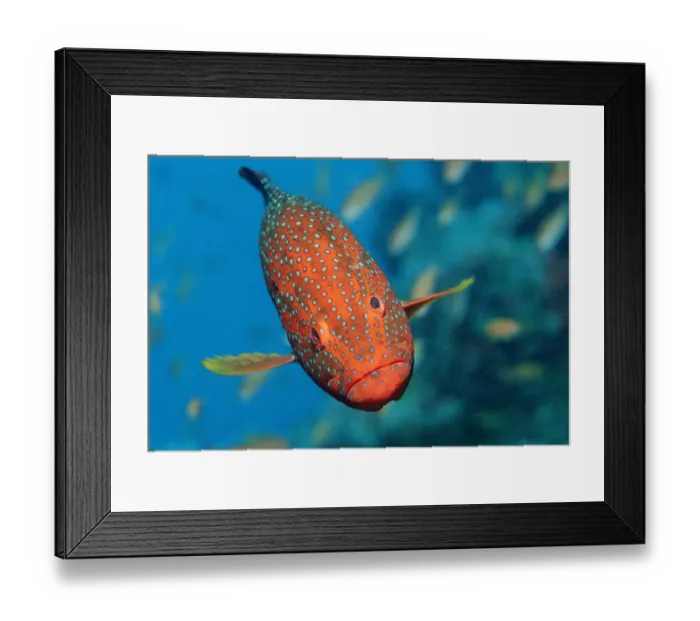 Framed Print : animal, animals, aquatic, asia, asian, body, bony, cephalopholis, complete, completely Framed Print : animal, animals, aquatic, asia, asian, body, bony, cephalopholis, complete, completely