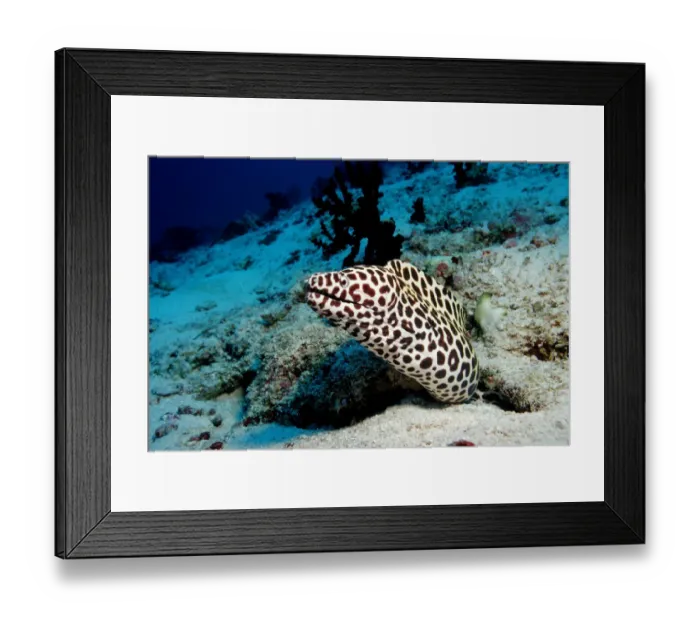Framed Print : actinopterygii, animal, animals, aquatic, ari, asia, asian, atoll, bony, dweller Framed Print : actinopterygii, animal, animals, aquatic, ari, asia, asian, atoll, bony, dweller