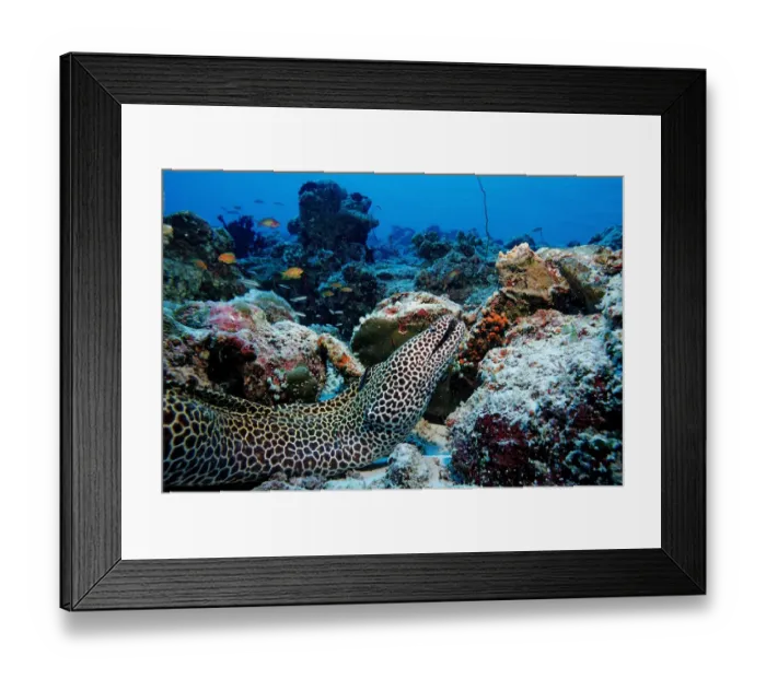 Framed Print : actinopterygii, animal, animals, aquatic, ari, asia, asian, atoll, bony, dweller