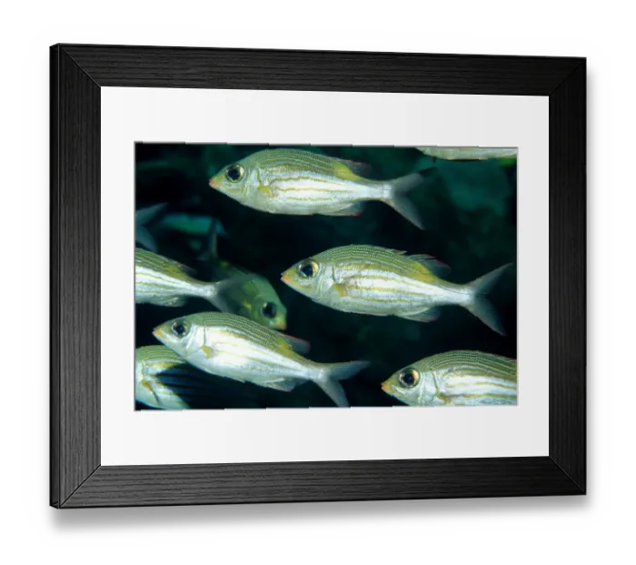 Framed Print : animal, animals, aquatic, asia, asian, aureolineatus, bodies, body, bony, bream, close Framed Print : animal, animals, aquatic, asia, asian, aureolineatus, bodies, body, bony, bream, close