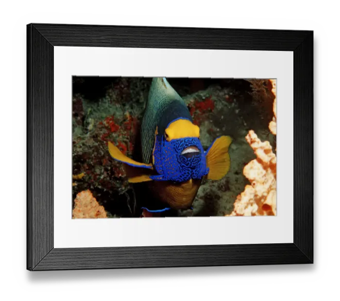 Framed Print : Magical Underwater World Framed Print : Magical Underwater World