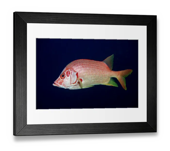 Framed Print : Magical Underwater World Framed Print : Magical Underwater World