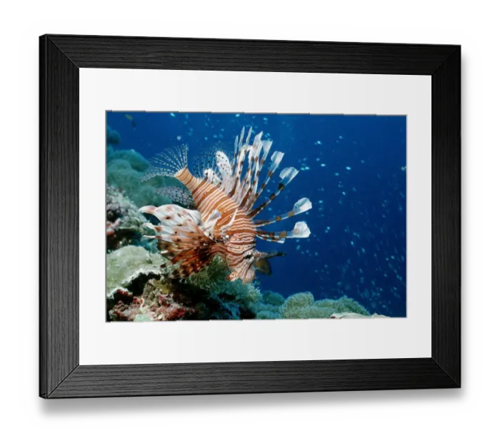 Framed Print : 1, animal, animals, aquatic, asia, asian, bodies, body, bony, complete, completely Framed Print : 1, animal, animals, aquatic, asia, asian, bodies, body, bony, complete, completely