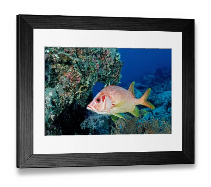 Framed Print : 1, animal, animals, aquatic, asia, asian, bodies, body, bony, close, close-up, close-ups Framed Print : 1, animal, animals, aquatic, asia, asian, bodies, body, bony, close, close-up, close-ups