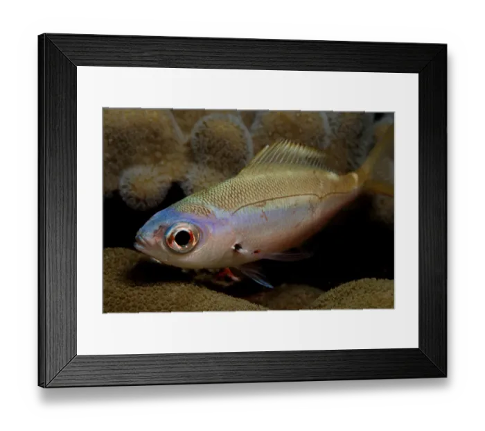 Framed Print : 1, animal, animals, aquatic, asia, asian, bodies, body, bony, caesionidae, close Framed Print : 1, animal, animals, aquatic, asia, asian, bodies, body, bony, caesionidae, close