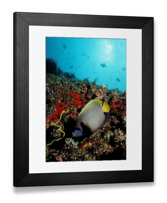 Framed Print : angelfish, angelfishes, animal, animals, aquatic, asia, asian, bodies, body, bony Framed Print : angelfish, angelfishes, animal, animals, aquatic, asia, asian, bodies, body, bony