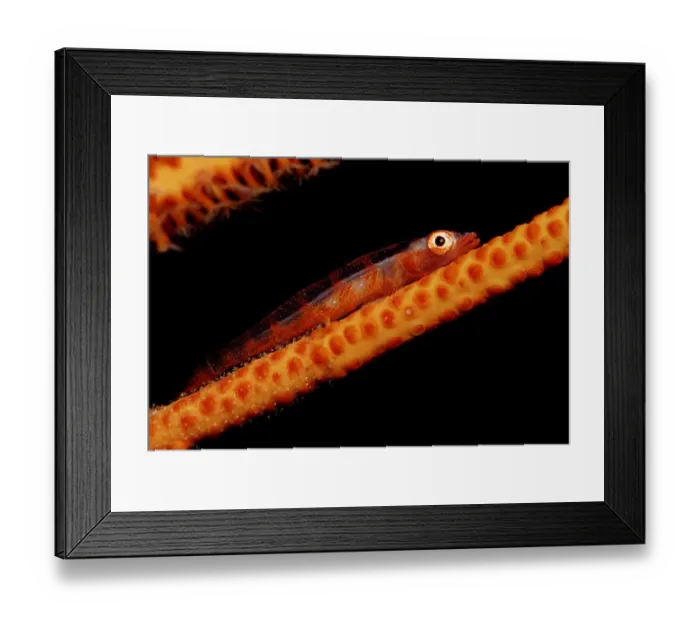 Framed Print : 1, animal, animals, aquatic, asia, asian, bodies, body, bony, bryaninops, close, close-up Framed Print : 1, animal, animals, aquatic, asia, asian, bodies, body, bony, bryaninops, close, close-up