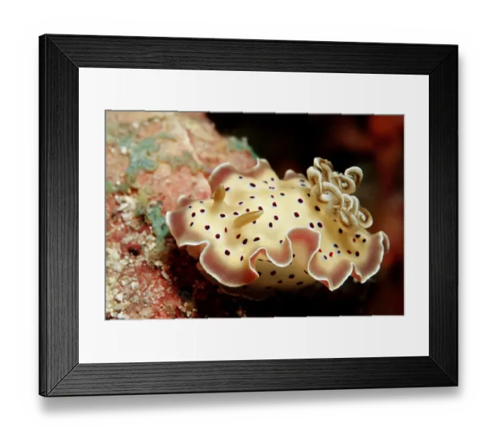 Framed Print : 1, animal, animals, aquatic, asia, asian, bodies, body, chromodoris, close, close-up Framed Print : 1, animal, animals, aquatic, asia, asian, bodies, body, chromodoris, close, close-up