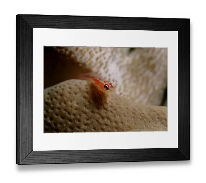 Framed Print : 1, animal, animals, aquatic, asia, asian, bodies, body, bony, close, close-up, close-ups Framed Print : 1, animal, animals, aquatic, asia, asian, bodies, body, bony, close, close-up, close-ups
