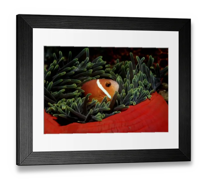 Framed Print : amphiprion, anemonefish, animal, animals, aquatic, asia, asian, blackfinned, dweller