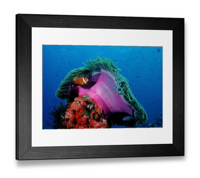 Framed Print : amphiprion, anemonefish, animal, animals, aquatic, asia, asian, blackfinned, dweller Framed Print : amphiprion, anemonefish, animal, animals, aquatic, asia, asian, blackfinned, dweller