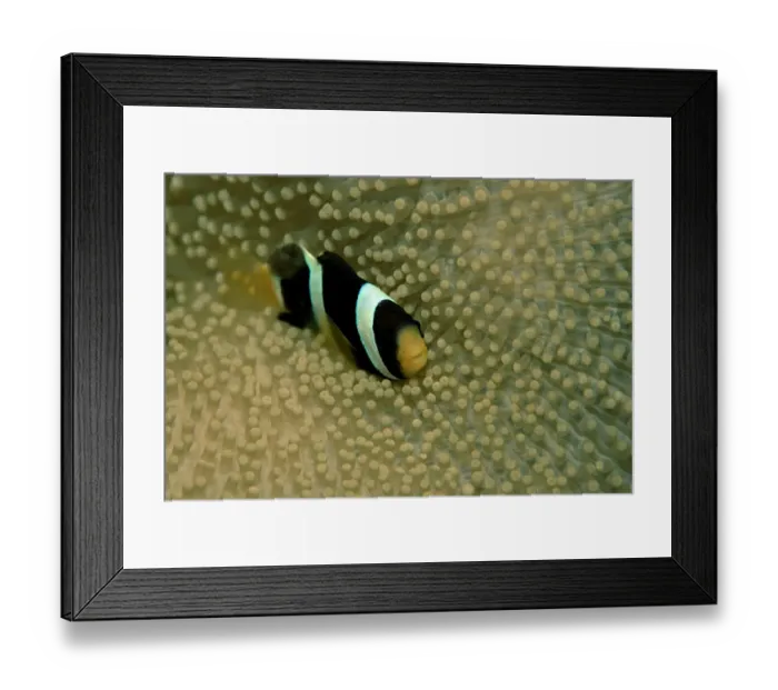 Framed Print : amphiprion, anemonefish, animal, animals, aquatic, asia, asian, clarkii, clarks, clownfish
