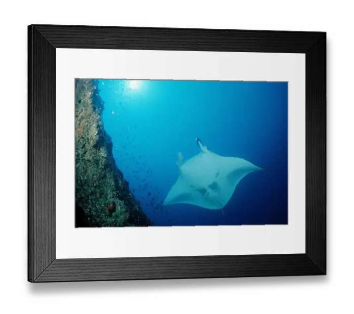 Framed Print : animal, animals, aquatic, asia, asian, batoidea, birostris, body, cartilaginous, chondrichthye Framed Print : animal, animals, aquatic, asia, asian, batoidea, birostris, body, cartilaginous, chondrichthye