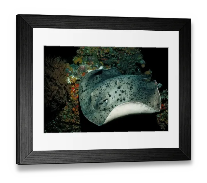 Framed Print : animal, animals, aquatic, asia, asian, batoidea, blotched, body, cartilaginous, chondrichthye