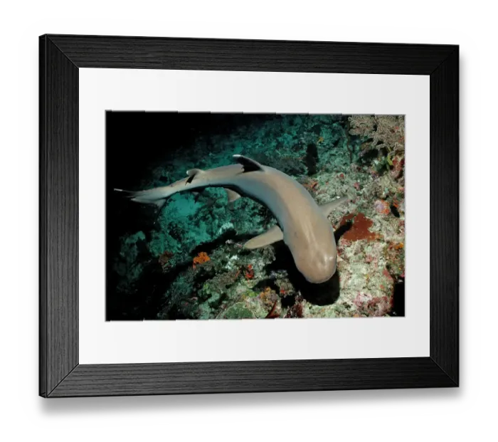 Framed Print : animal, animals, aquatic, asia, asian, cartilaginous, chondrichthye, chondrichthyes Framed Print : animal, animals, aquatic, asia, asian, cartilaginous, chondrichthye, chondrichthyes
