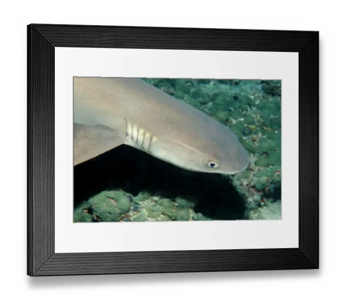 Framed Print : animal, animals, aquatic, asia, asian, cartilaginous, chondrichthye, chondrichthyes Framed Print : animal, animals, aquatic, asia, asian, cartilaginous, chondrichthye, chondrichthyes