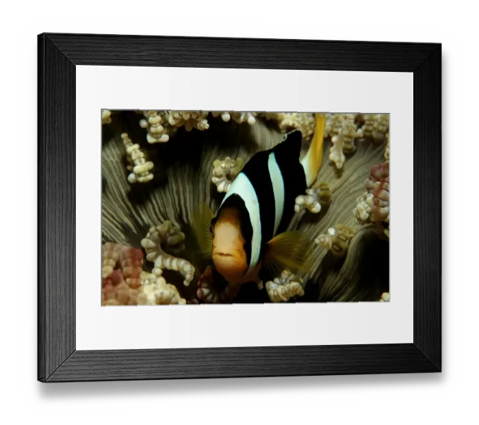Framed Print : amphiprion, anemonefish, animal, animals, aquatic, asia, asian, clarkii, clarks, clownfish Framed Print : amphiprion, anemonefish, animal, animals, aquatic, asia, asian, clarkii, clarks, clownfish