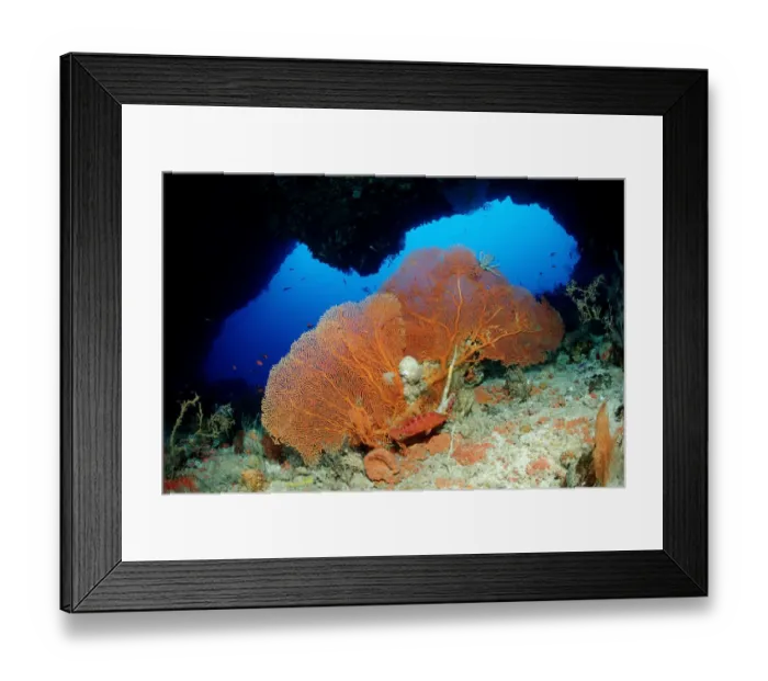 Framed Print : animal, animals, anthozoa, aquatic, blue, bodies, body, cave, caves, cnidaria, coral Framed Print : animal, animals, anthozoa, aquatic, blue, bodies, body, cave, caves, cnidaria, coral