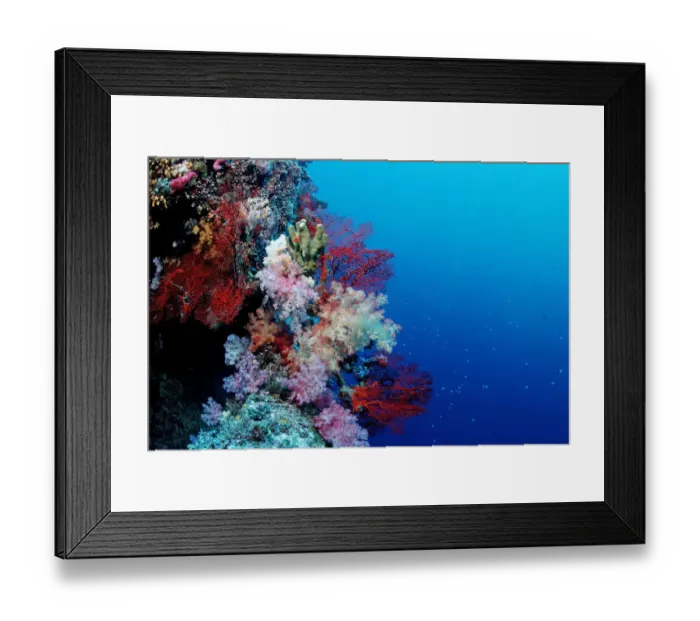 Framed Print : animal, animals, anthozoa, aquatic, array, blue, bodies, body, brightly, brightly-colored