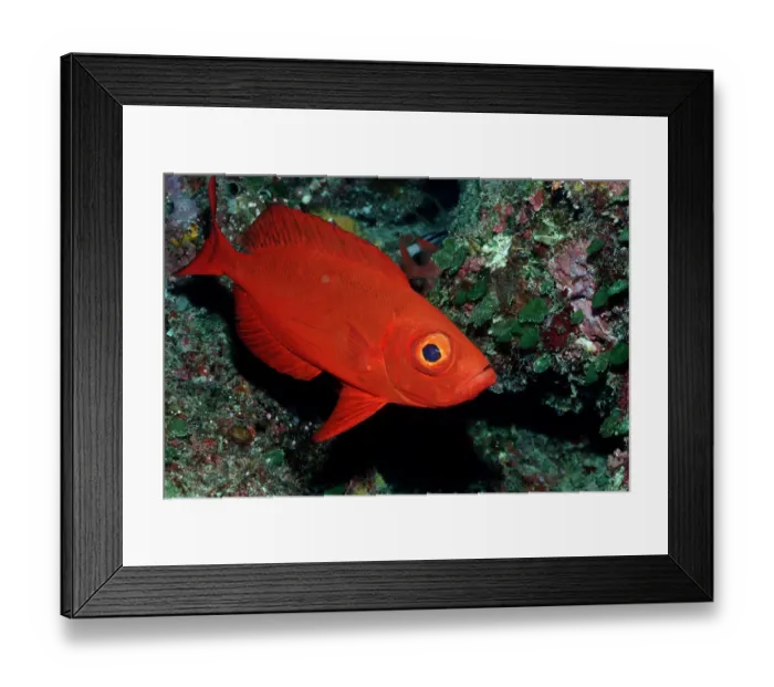Framed Print : 1, animal, animals, aquatic, bigeye, bodies, body, bony, bullseye, close, close-up