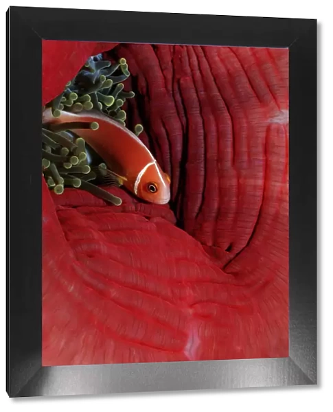1, actiniaria, amphiprion, anemone, anemonefish, anemonefishes, anemones, animal