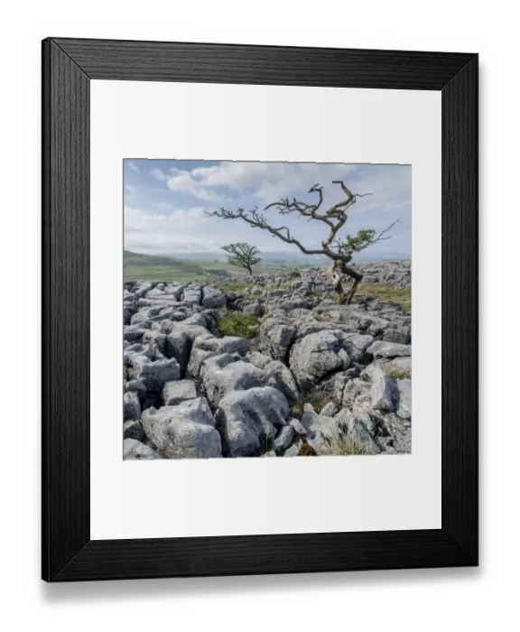 Framed Print : Twisted trees Framed Print : Twisted trees