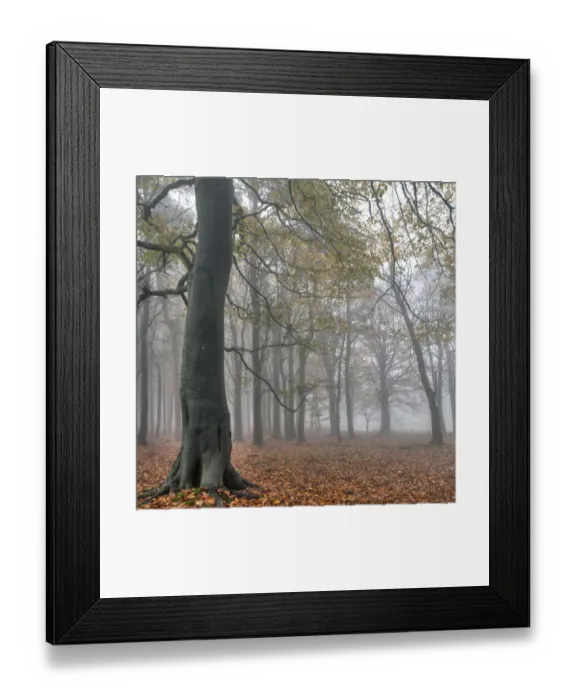 Framed Print : Autumn damp
