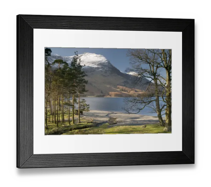 Framed Print : Pines trees with Buttermere