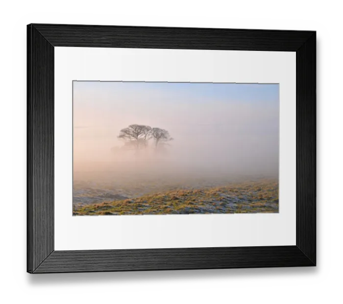 Framed Print : Lone tree in mist morning Framed Print : Lone tree in mist morning