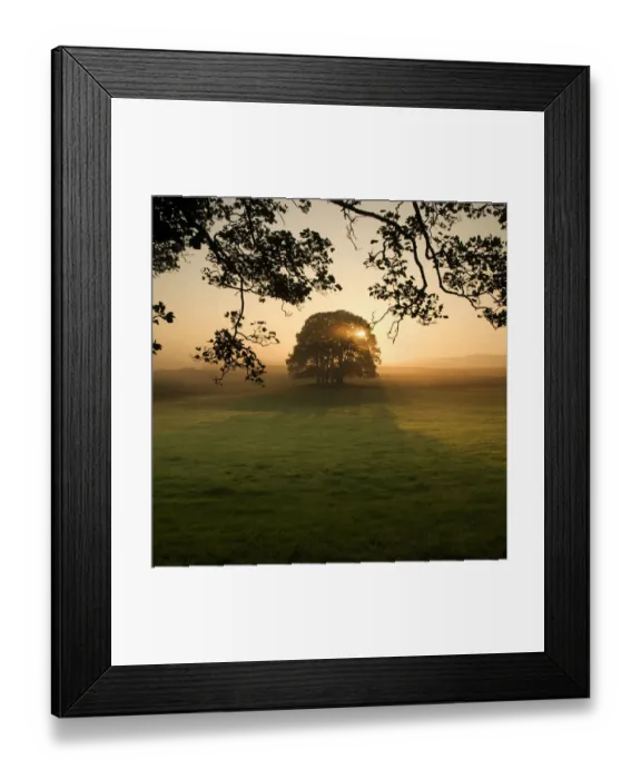 Framed Print : Sunrise through tree Framed Print : Sunrise through tree