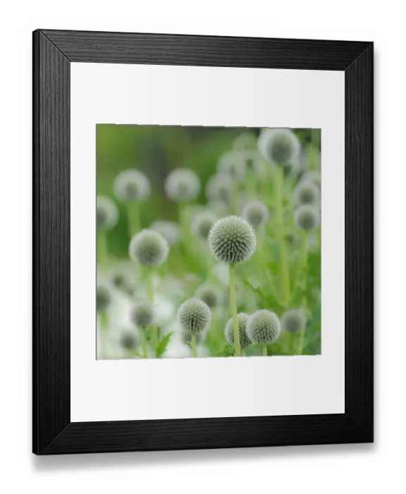 Framed Print : Alium Seed heads at harlow Carr Gardens, Yorkshire, England Framed Print : Alium Seed heads at harlow Carr Gardens, Yorkshire, England