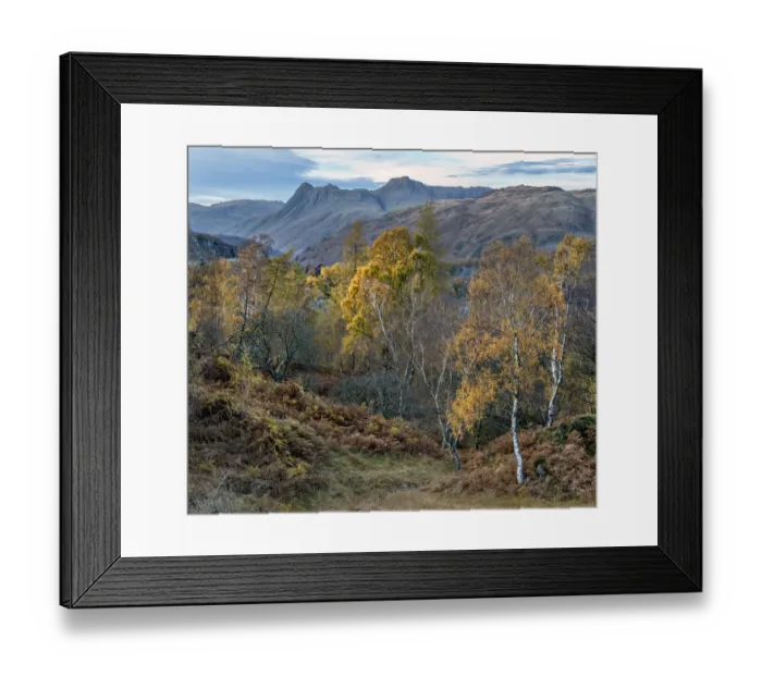 Framed Print : Autumn Birches in the Lake District