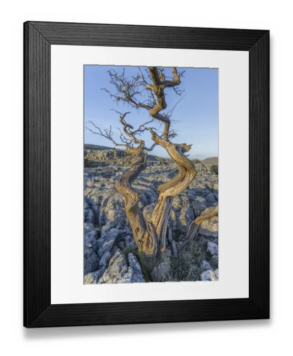 Framed Print : The old tree